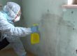 Mould Removal
