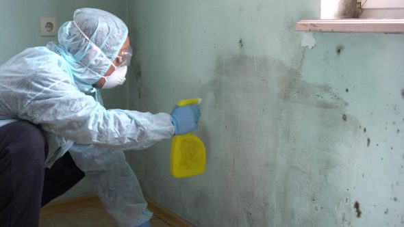 Mould Removal Mould Removal